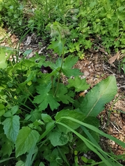 Geranium phaeum phaeum