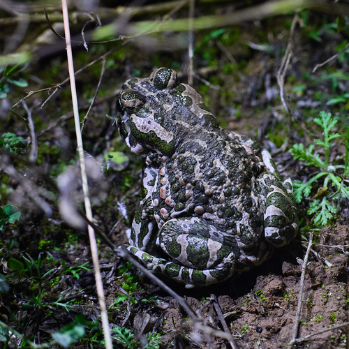 Green Toad