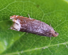 Ancylis selenana