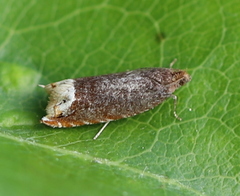 Ancylis selenana