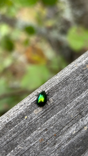 Plagiosterna aenea