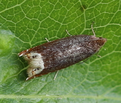 Ancylis selenana