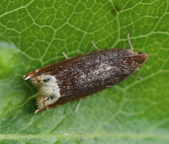 Ancylis selenana