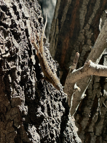 iNaturalist observation photo of Western Fence Lizard