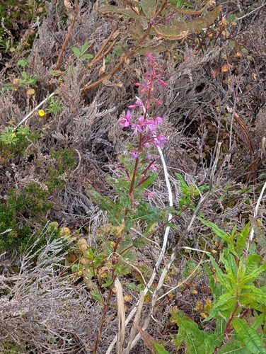 fireweed