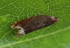 Ancylis selenana