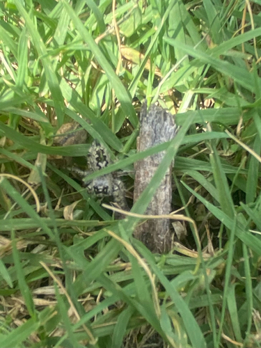 canopy jumping spider
