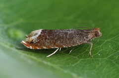 Ancylis selenana