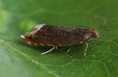 Ancylis selenana