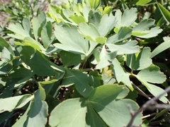 Peucedanum japonicum