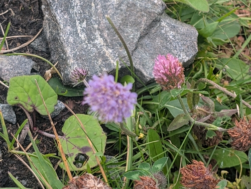 Red Clover