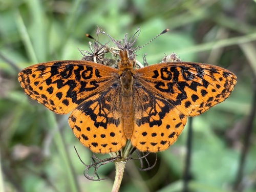 Meadow Fritillary