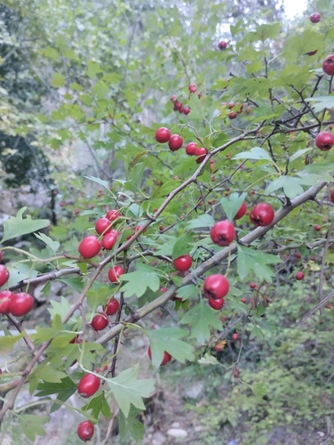 common hawthorn