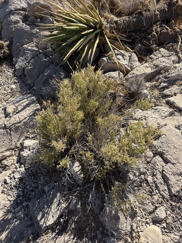 Mortonia utahensis, 2026-09-12