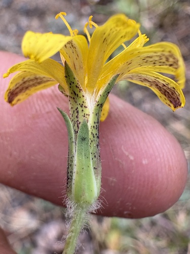 iNaturalist observation photo of mountain dandelions