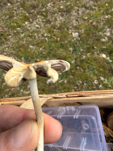 Pale Brittlestem
