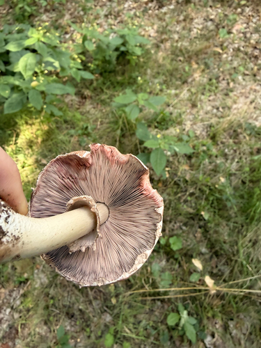 Blushing Wood Mushroom