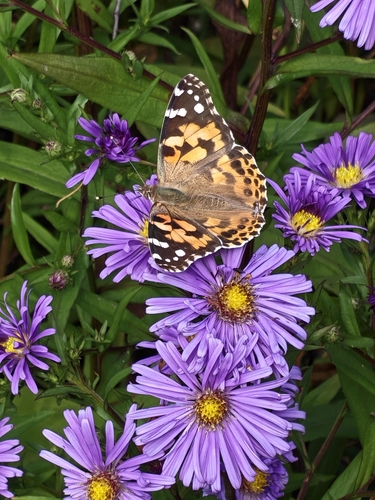 Painted Lady