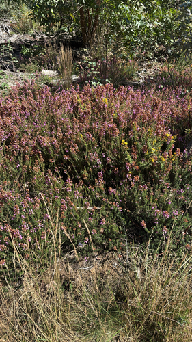 Bell Heather