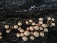 Pholiota
