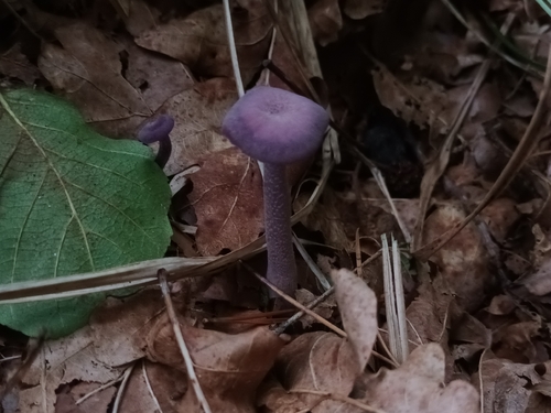 Amethyst Deceiver