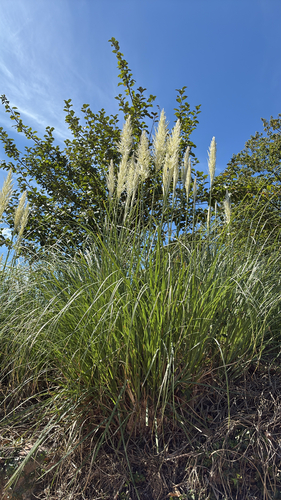Pampas Grass