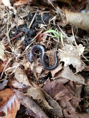 Plethodon cinereus