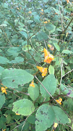 common jewelweed