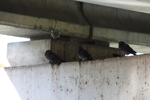 Feral Pigeon