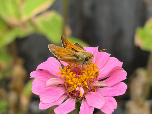 Huron Skipper