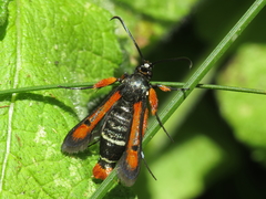Pyropteron chrysidiforme