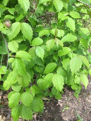 Viburnum rafinesqueanum