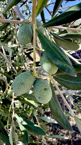 Olive