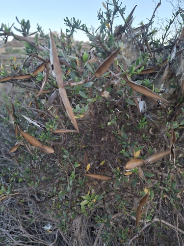 African wolfbane