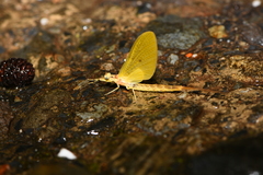 Ephemera orientalis