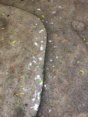 Pulsatrix perspicillata