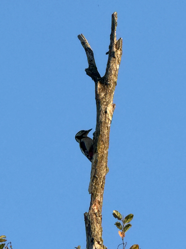 Great Spotted Woodpecker