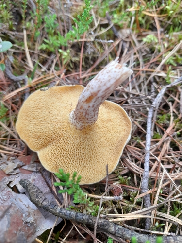 white suillus