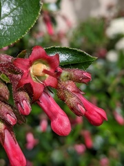 Escallonia rubra macrantha