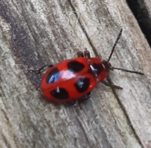 False Ladybird
