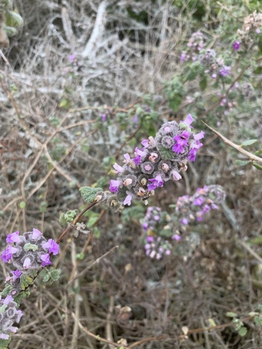 Pseudodictamnus africanus, photograph 3