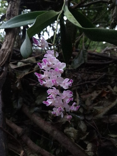 Aerides crispa, 2026-06-03