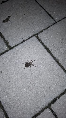 Radiated Wolf Spider