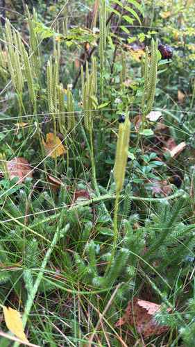 stag's-horn clubmoss