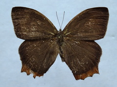 Taygetis rufomarginata