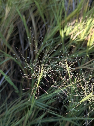 scratch grass