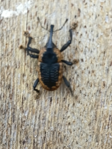 Homalinotus deplanatus