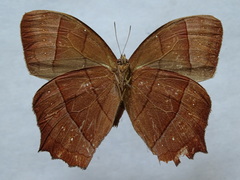 Taygetis rufomarginata