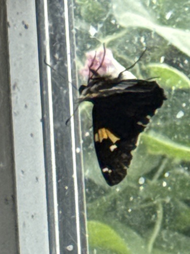 Silver-spotted Skipper