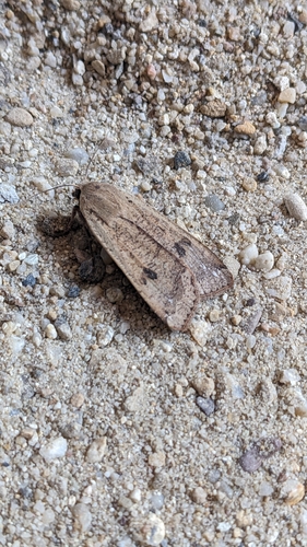 Large Yellow Underwing